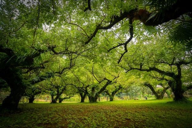 Photo japanese apricot  garden. soft focus.