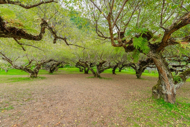 Japanese apricot trees at Royal Agricultural Station Angkhang