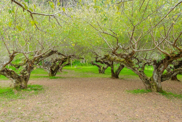 Japanese apricot trees at Royal Agricultural Station Angkhang