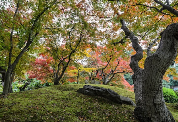 岡山市後楽園のカエデの木の日本の秋の色