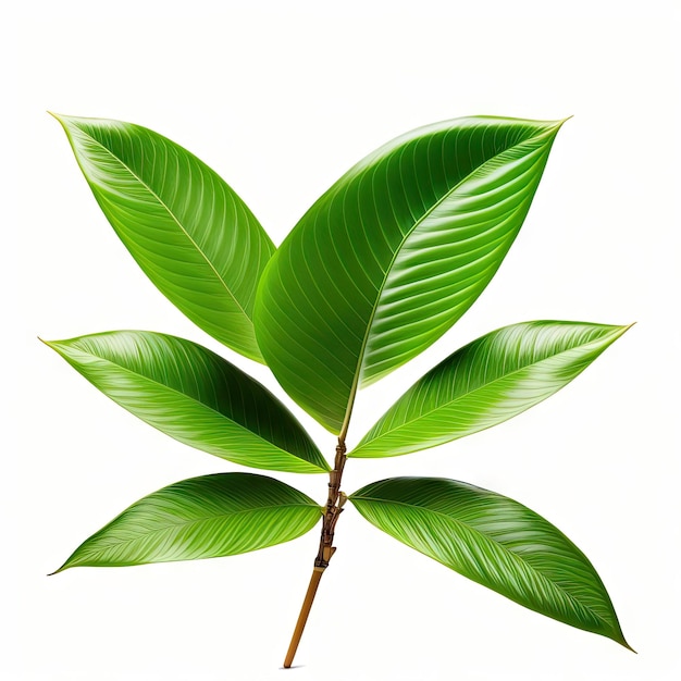 Japanese bamboo plant leaves isolated on white background clipping path included