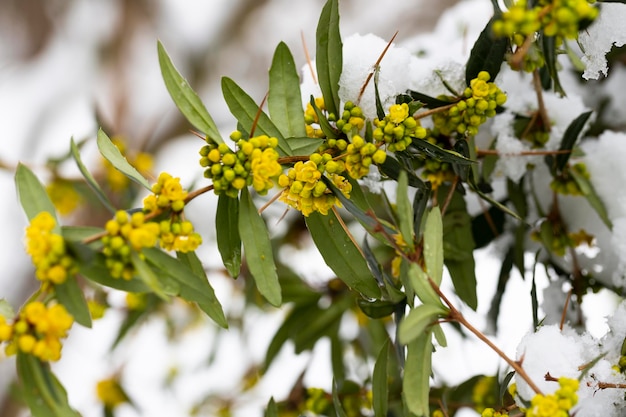 Japanese barberry and snow Yellow flowers Berberis thunbergii Flowering of Thunberg's barberry A group of beautiful little flowers with yellow petals in bloom under the snow