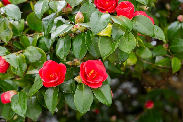 Japanese Camellia Camellia japonica in sunny spring day Red roselike blooms camellia flower and buds with evergreen glossy leaves on shrub