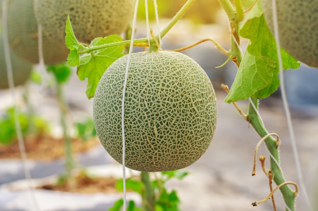 Japanese Cantaloupe Melon farm