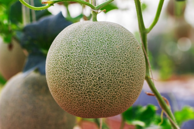 Fattoria di melone cantalupo giapponese