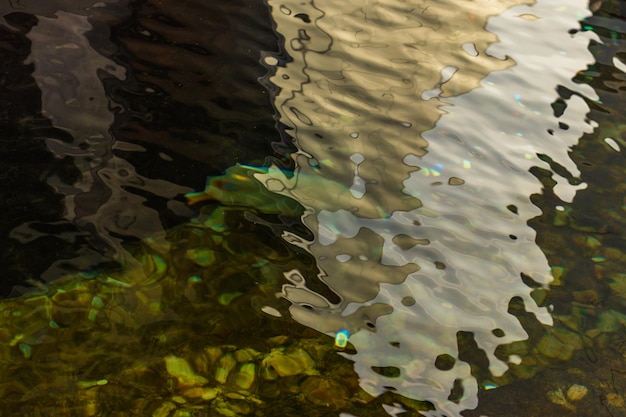 Japanese Carp in the dark water