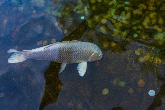 Carpa giapponese nell'acqua scura