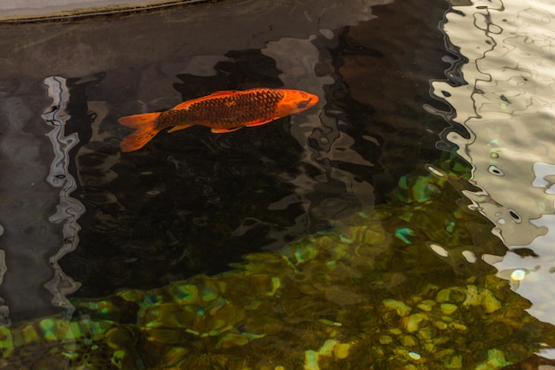 Japanese Carp in the dark water