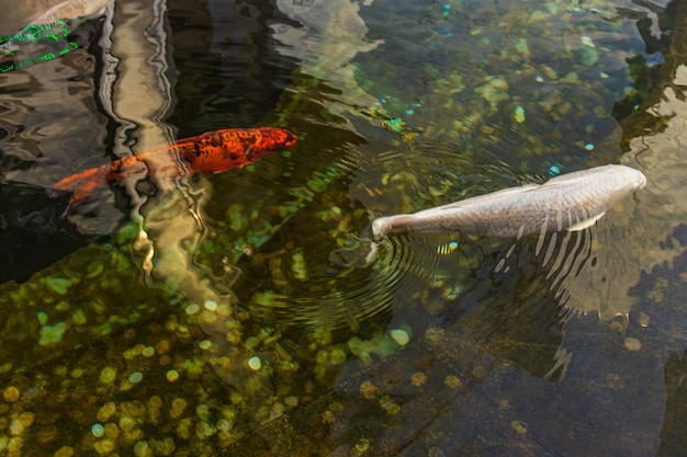 Japanese Carp in the dark water