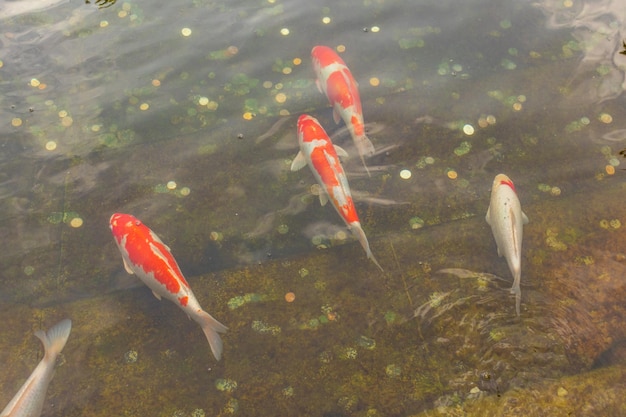 Japanese Carp in the dark water