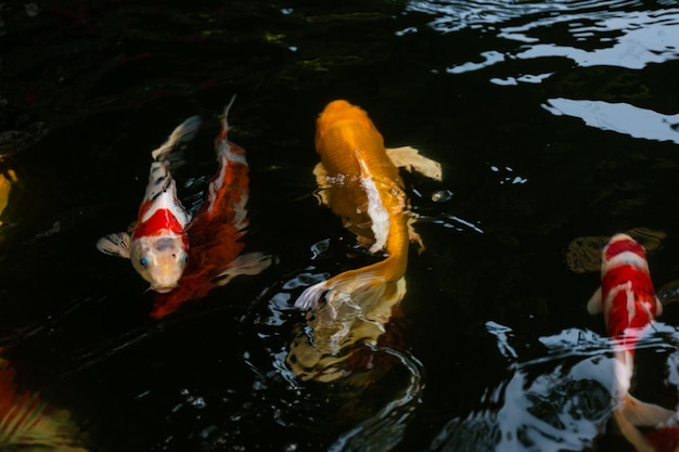 Photo japanese carp