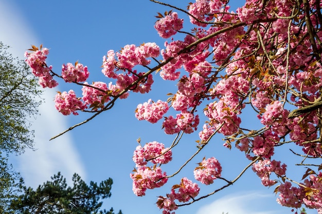 Japanese cherry blossom branch in spring