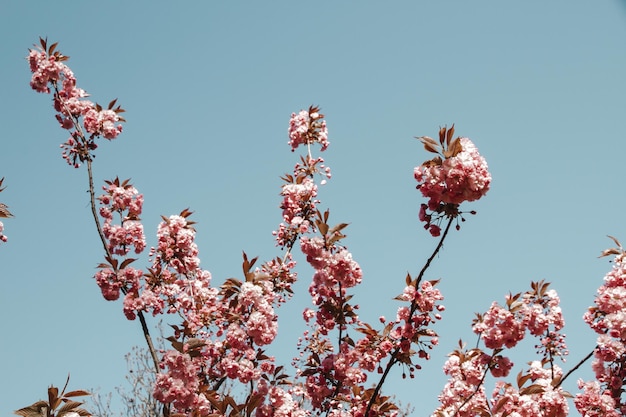 Japanese cherry blossom branch in spring