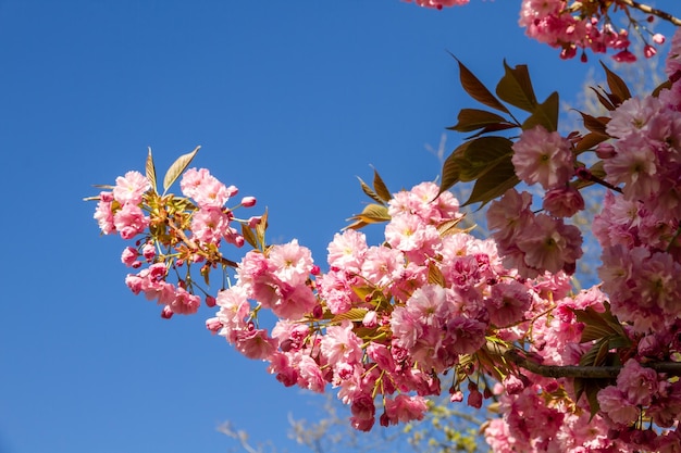 Japanese cherry blossom branch in spring