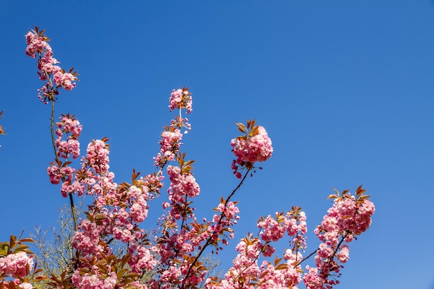 Japanese cherry blossom branch in spring