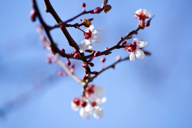 青い背景を持つ日本の桜の枝