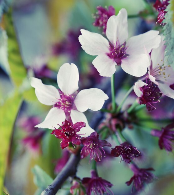 Japanese cherry blossom at early spring