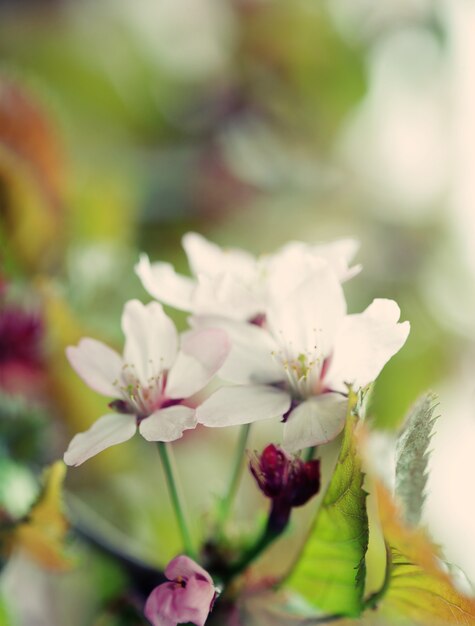 Fiore di ciliegio giapponese all'inizio della primavera