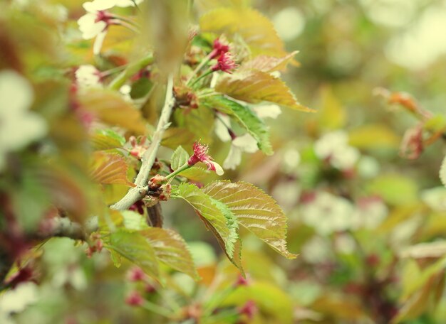 Japanese cherry blossom at early spring