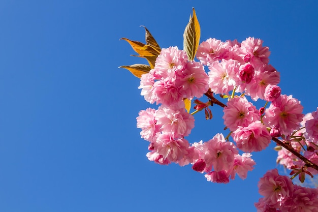 Цветение японской вишни весной крупным планом