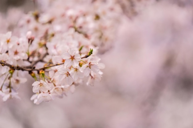 공공 정원의 일본 벚꽃 피크닉 활동을 위한 아름답고 신선함