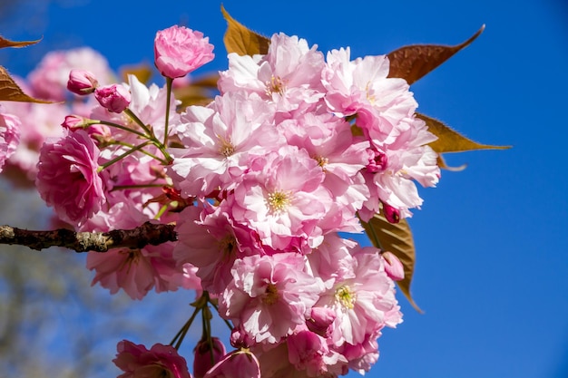 Japanese cherry blossom in spring Closeup view