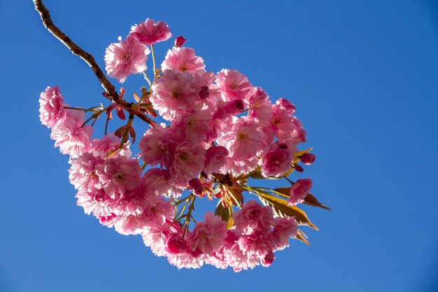 Цветение японской вишни весной крупным планом