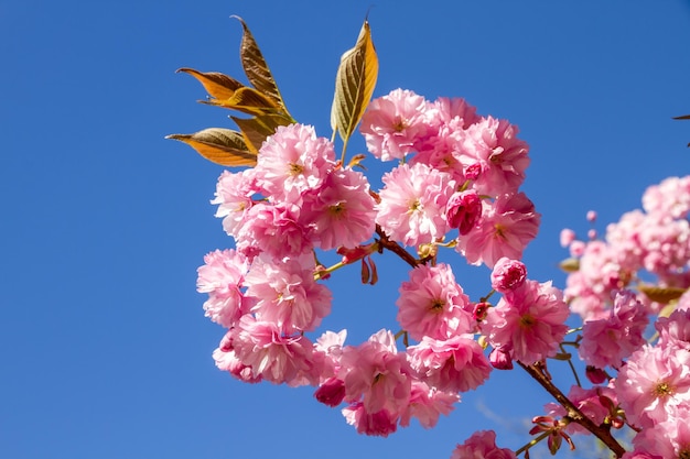 Japanese cherry blossom in spring Closeup view