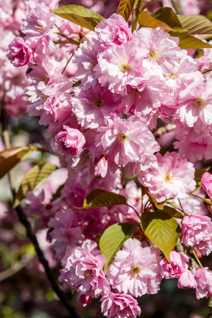 Цветение японской вишни весной