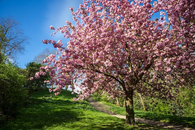 Fiore di ciliegio giapponese in primavera