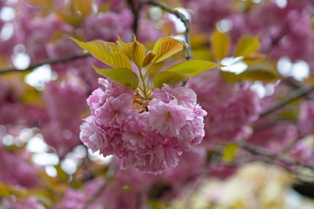 Japanese cherry in blossom