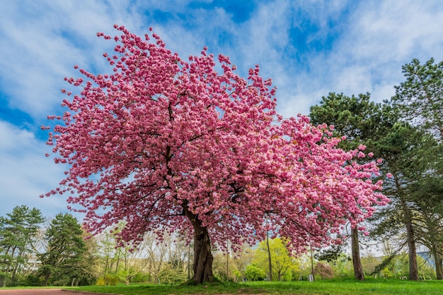 Japanese cherry sakura with pink flowers in spring time on green meadow