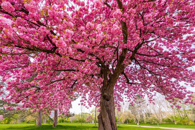 Японская вишневая сакура с розовыми цветами весной на зеленом лугу
