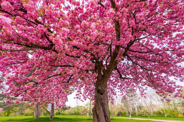 Japanese cherry sakura with pink flowers in spring time on green meadow