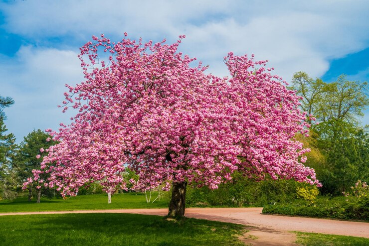 Photo japanese cherry sakura with pink flowers in spring time on green meadow