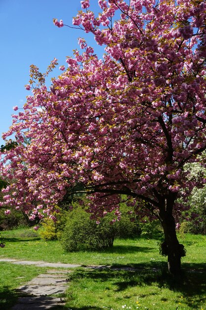 Foto ciliegio giapponese in erba in fiore