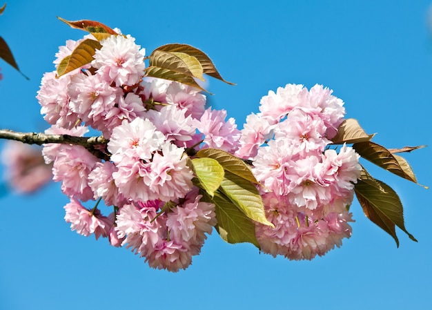 日本の桜