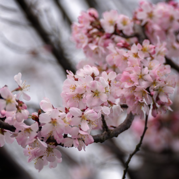 イーストグリンステッドで咲き誇る日本の桜