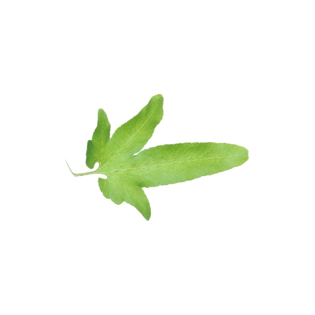 Japanese climbing fern (Lygodium) isolated on white background.