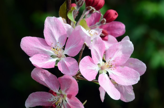 цветы яблони японской (malus floribunda)