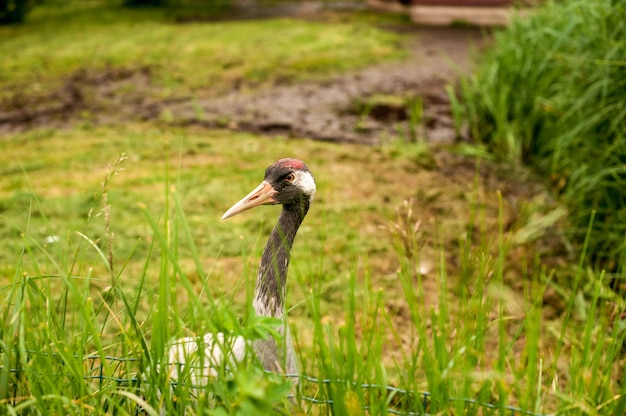 Japanese crane in the green thickets