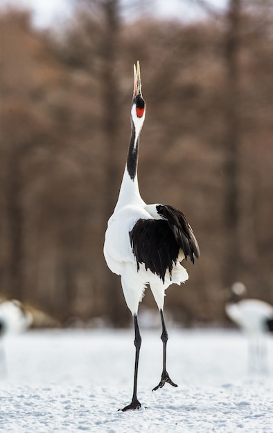 Japanese Crane is standing on the snow