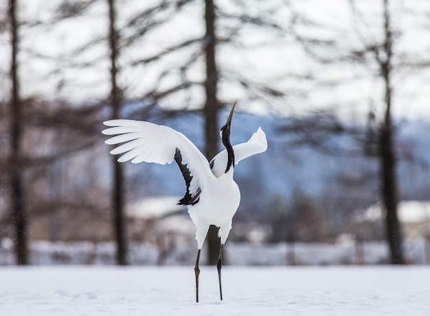 タンチョウが雪の上に立っている