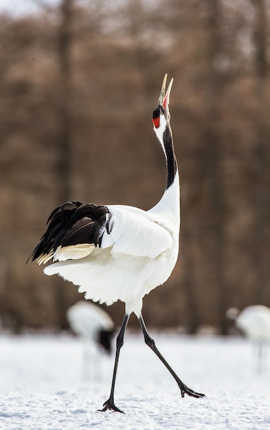 Japanese crane is walking on the snow