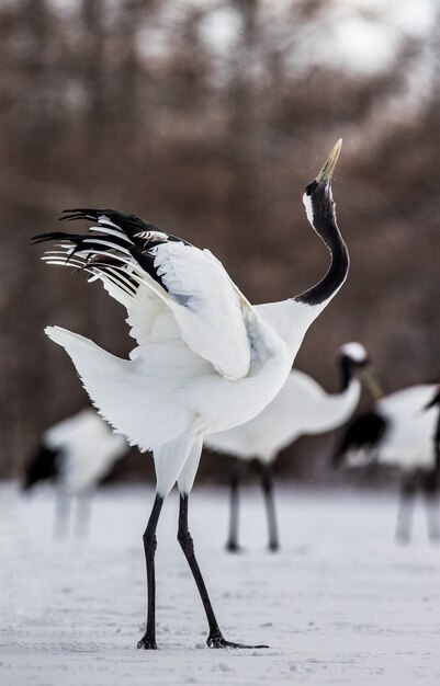 タンチョウが雪の上を歩いている