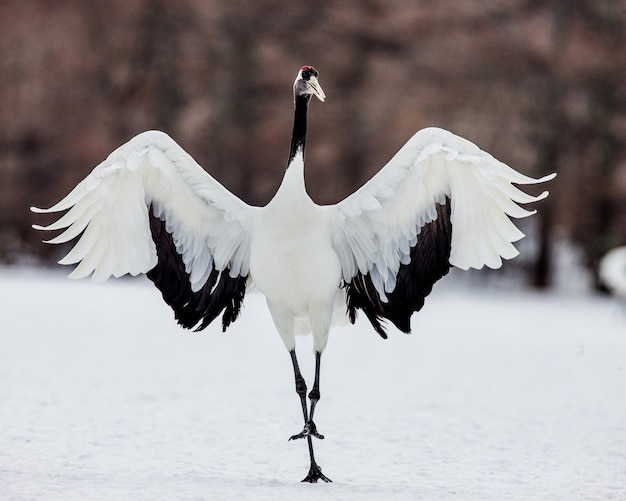 写真 タンチョウが羽を二乗した