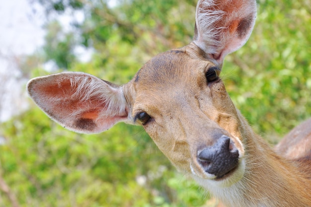 Photo japanese deer