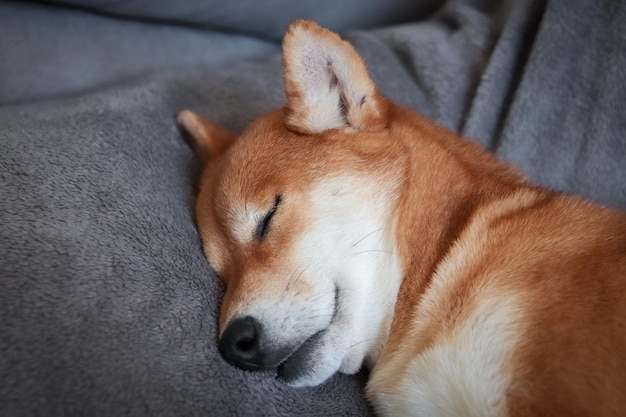 日本の犬柴犬がかわいく眠るかわいい日本の赤い犬