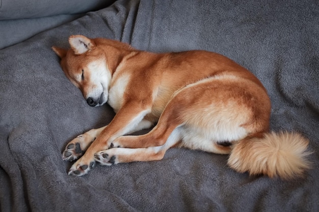 日本の犬柴犬がかわいく眠るかわいい日本の赤い犬