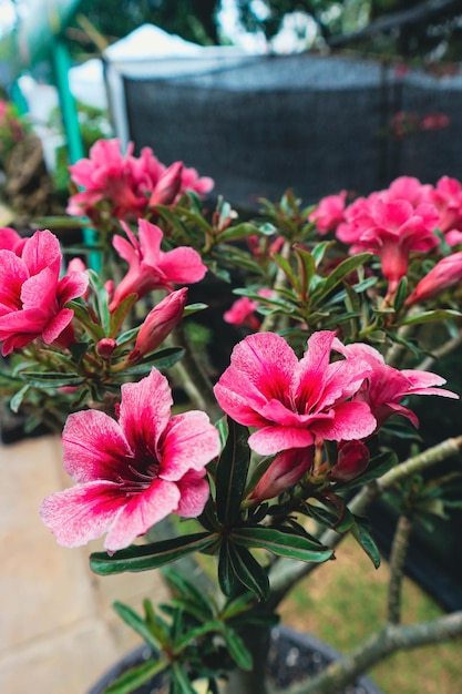 Japanese frangipani flowers or Adenium in bloom in pink and white